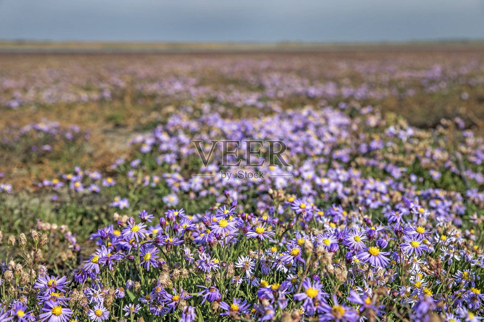 海滩Aster (Tripolium pannonicum)盛开在国家公园,新usiedl湖,Burgenland,奥地利照片摄影图片