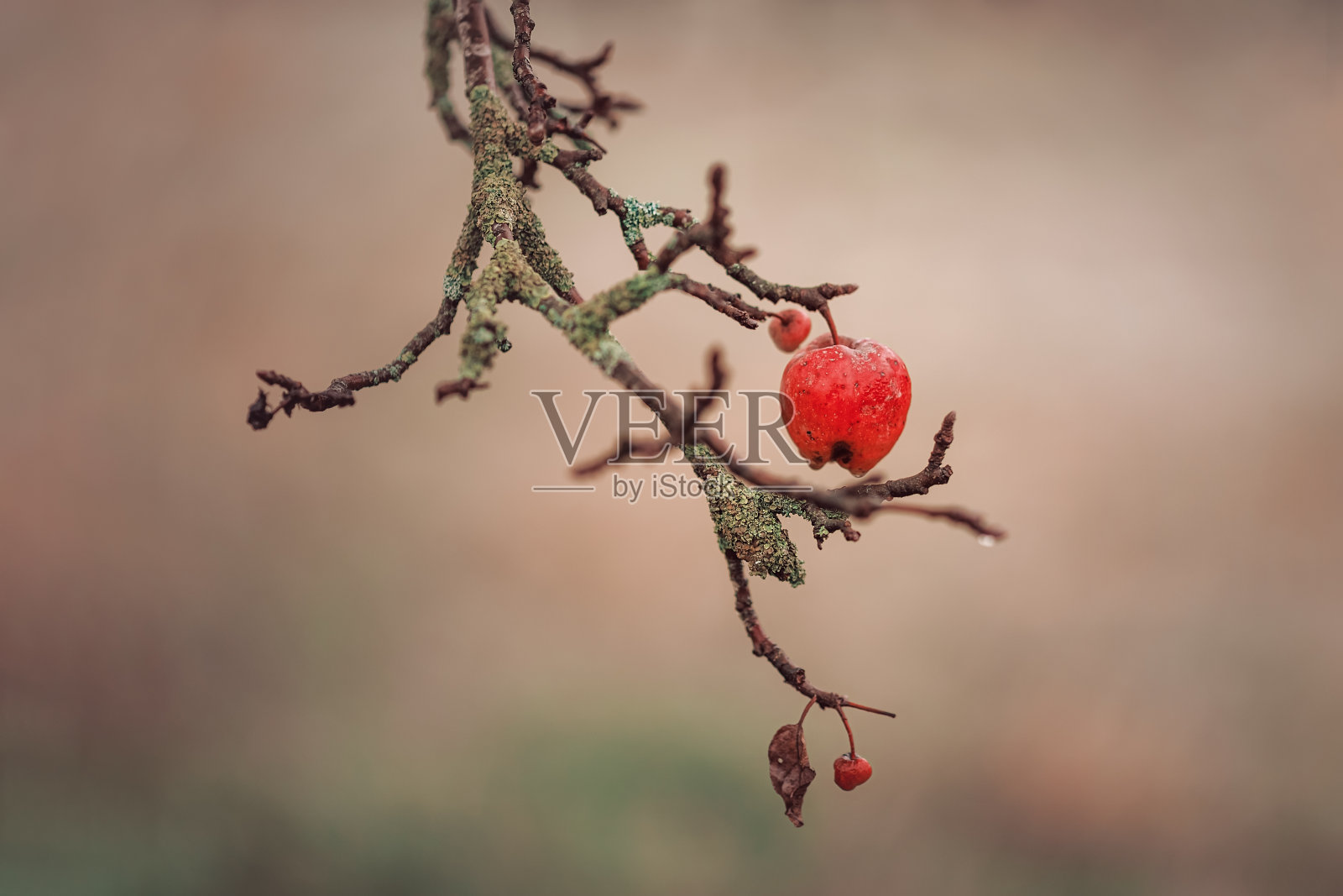树枝上最后一个苹果照片摄影图片