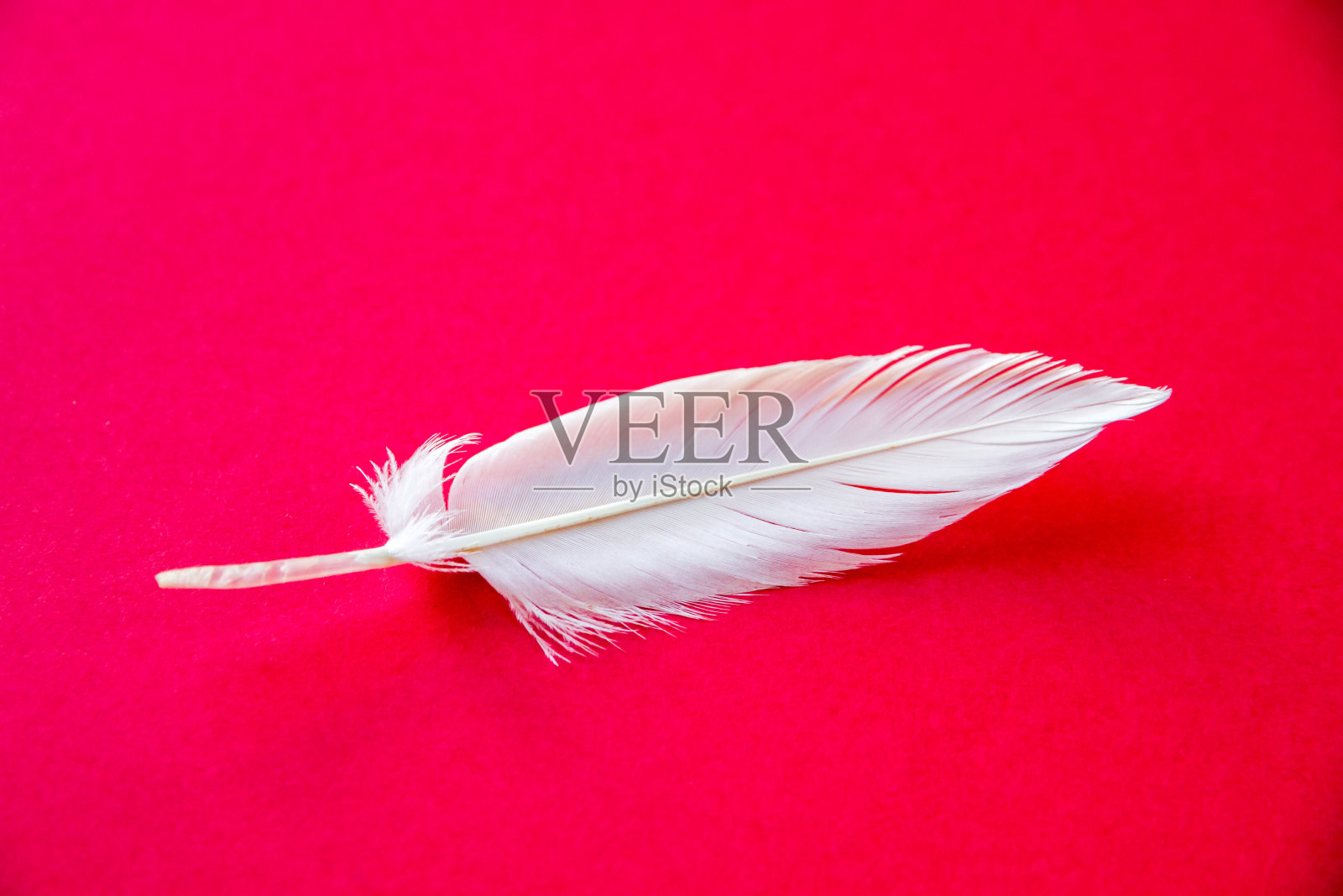 红色背景上的白色羽毛照片摄影图片