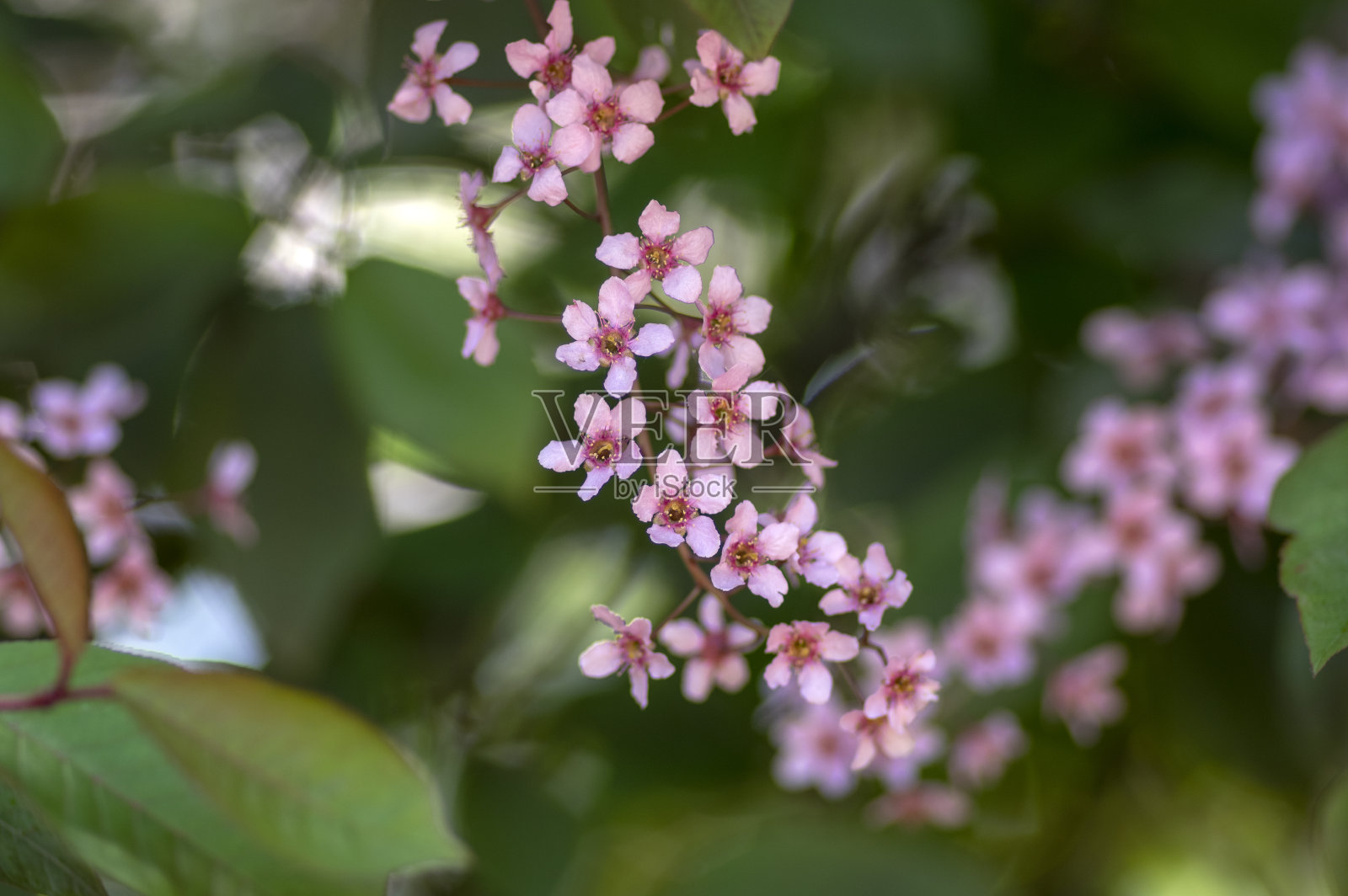 红李是一种粉红色的鸟开花品种,樱桃树、朴树、五月天树在阳光下开花照片摄影图片