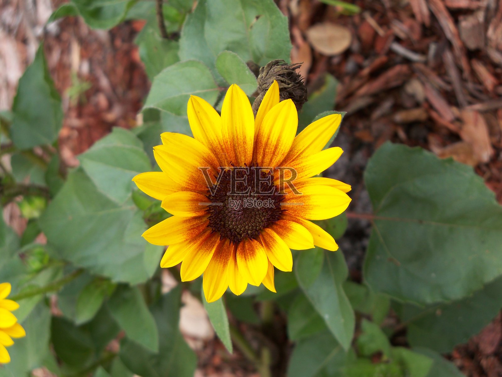 黄色小向日葵照片摄影图片