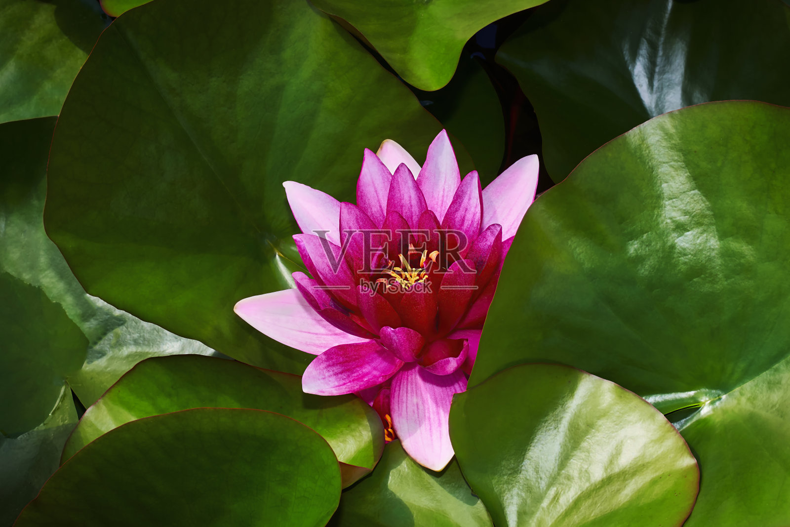 荷塘深花浮。池塘上粉红色的荷花和荷叶。特写镜头照片摄影图片