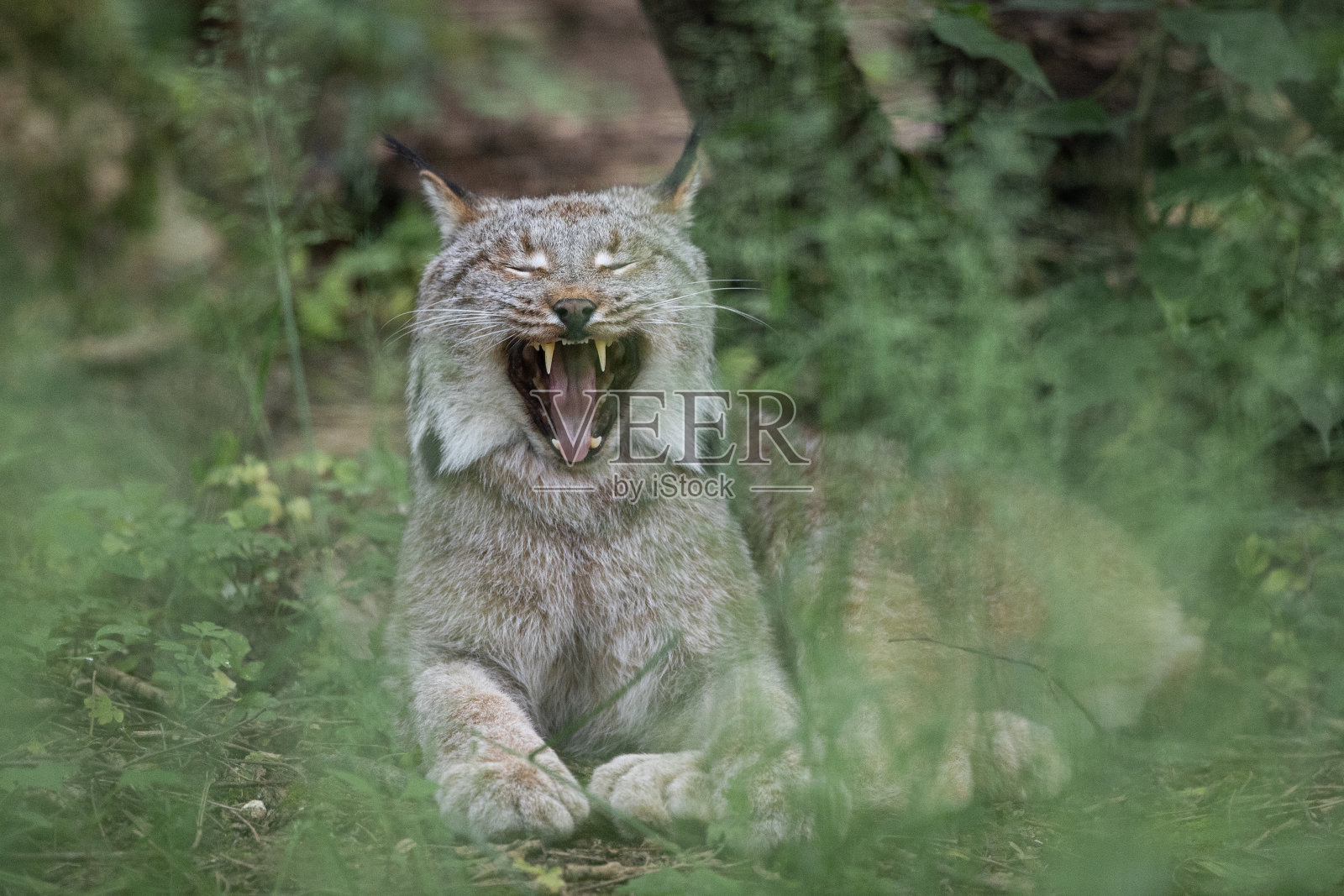 一只山猫正在森林里休息照片摄影图片