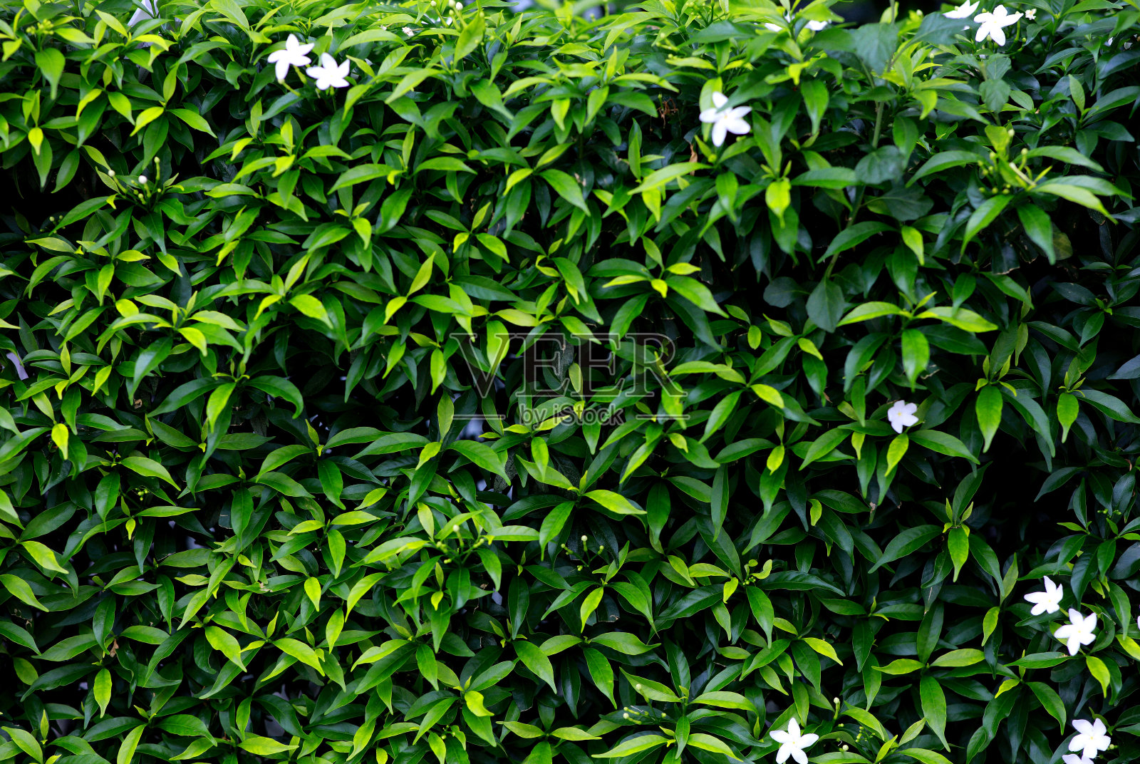 绿叶背景,自然背景照片摄影图片