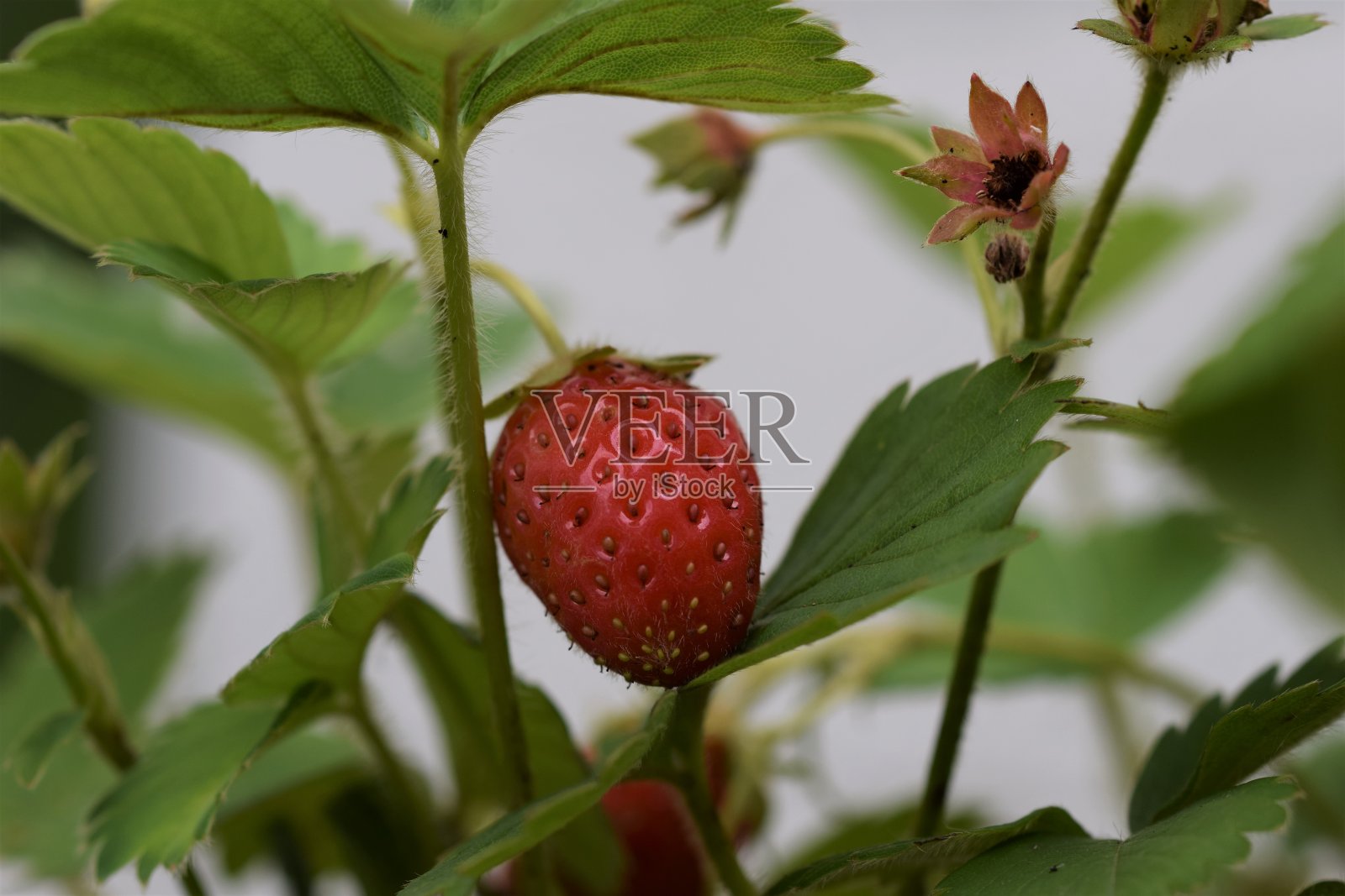 灌木丛中成熟的红草莓的茎上照片摄影图片