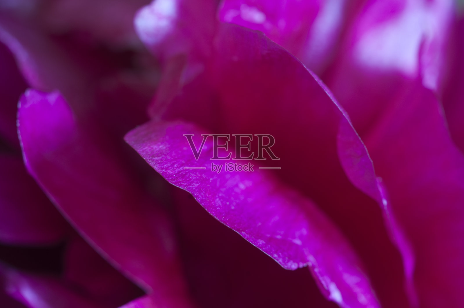 牡丹碎花微距拍摄照片摄影图片