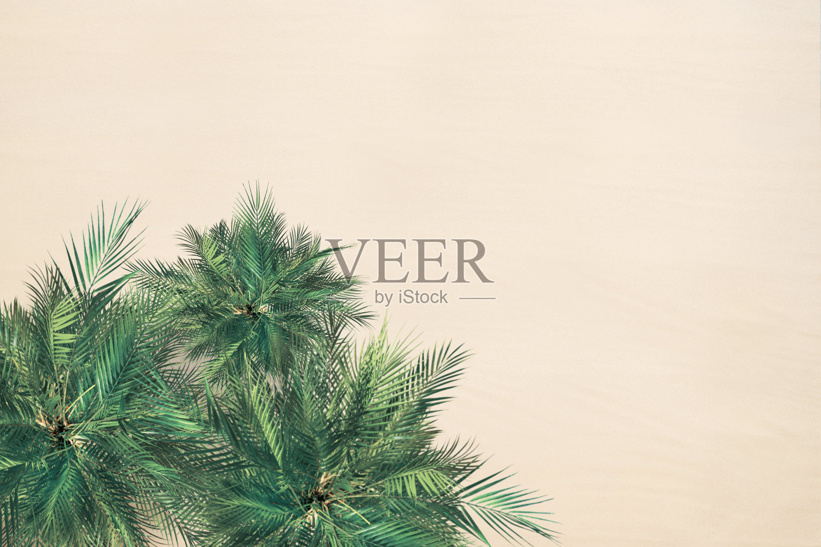 顶部和鸟瞰热带沙滩,棕榈树。副本的空间。无人驾驶飞机的照片。背景照片摄影图片