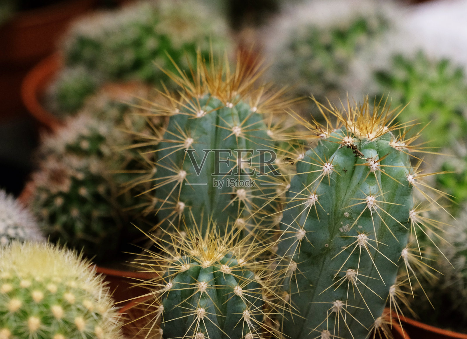 各种绿色的仙人掌花盆在店里照片摄影图片