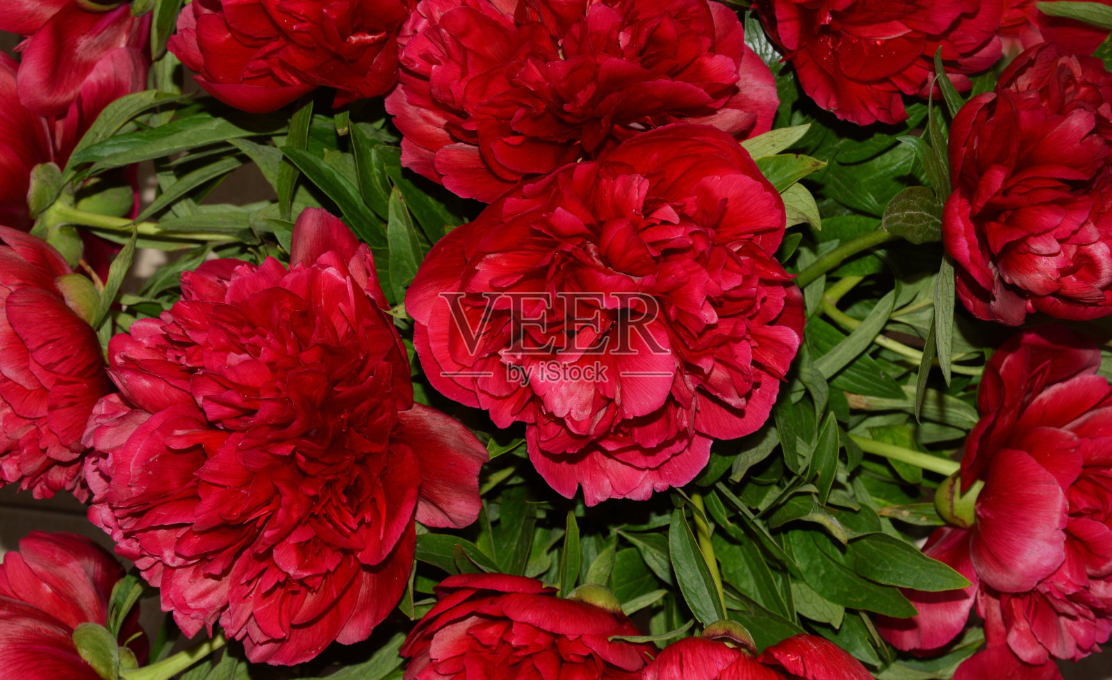 郁郁葱葱的鲜艳的花朵。牡丹是红色的。节日、妇女节背景装饰。照片摄影图片