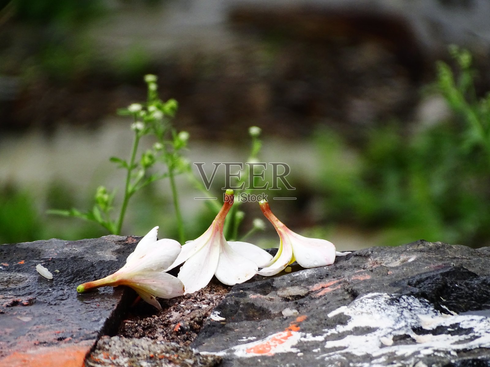 鸡蛋花树在雨中照片摄影图片