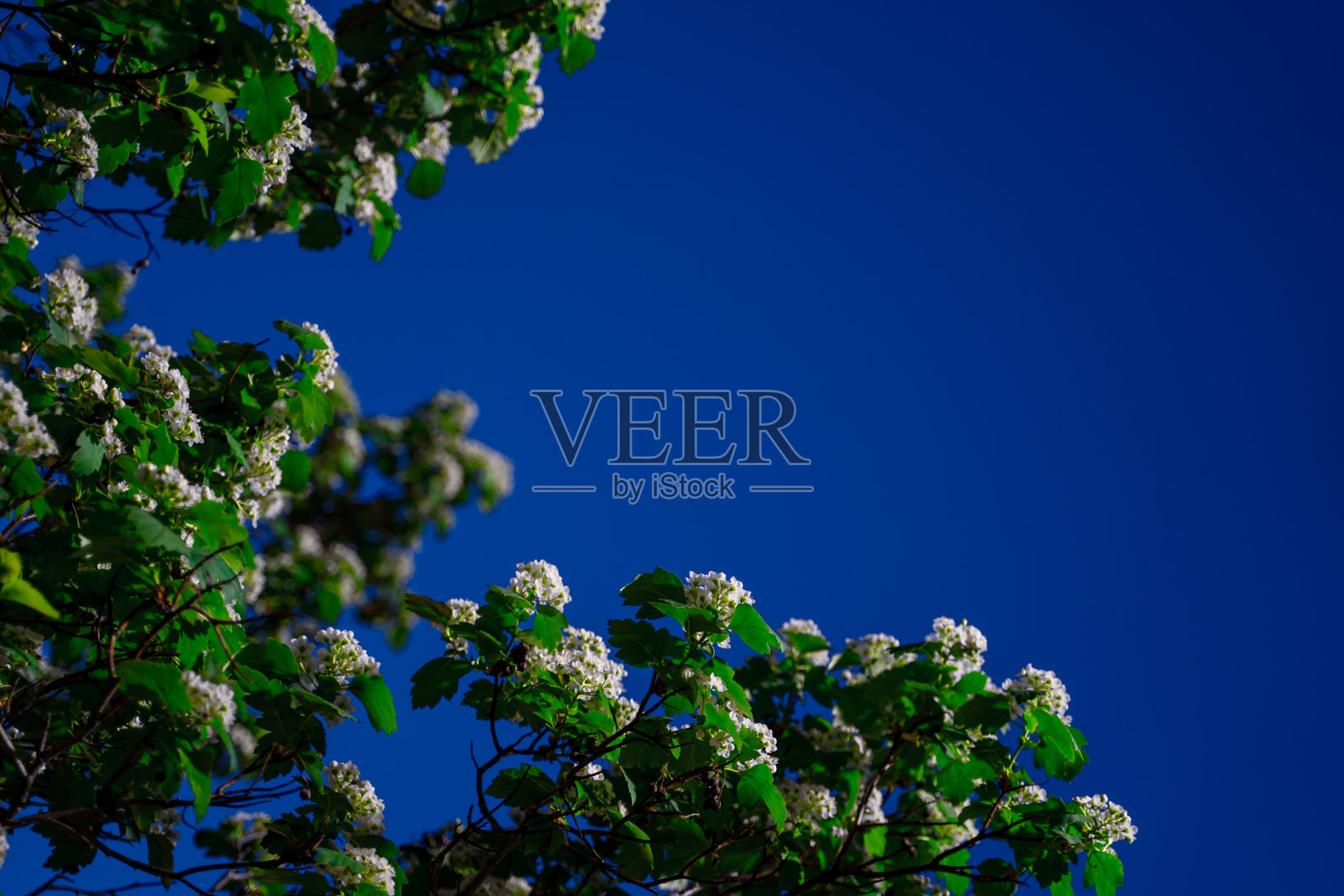 开花的苹果树在春天的夜晚照片摄影图片