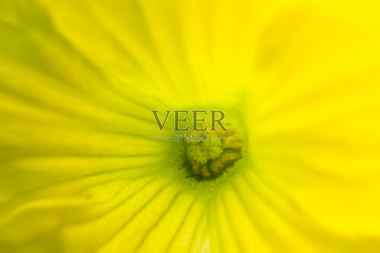 摘要自然背景黄色瓜花特写。照片摄影图片