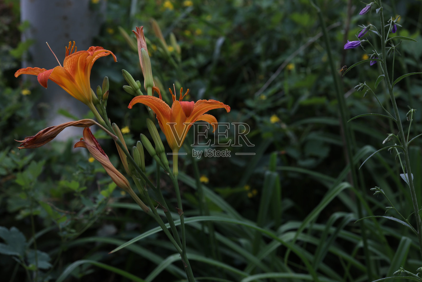 盛开的花橙黄百合。植物开花橙色热带花虎百合。百合花的选择性焦点。照片摄影图片