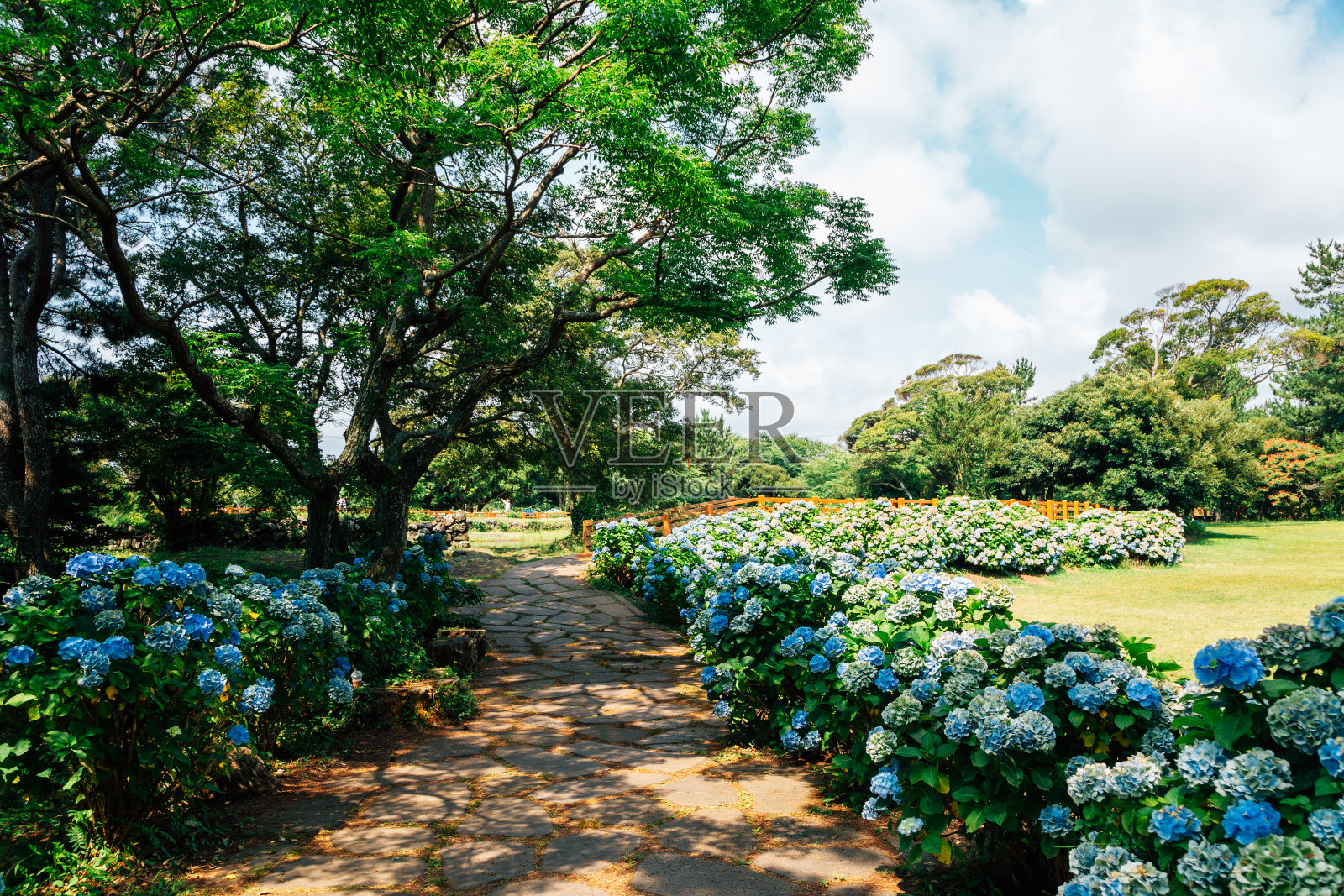 韩国济州岛本二池绣球花花园照片摄影图片