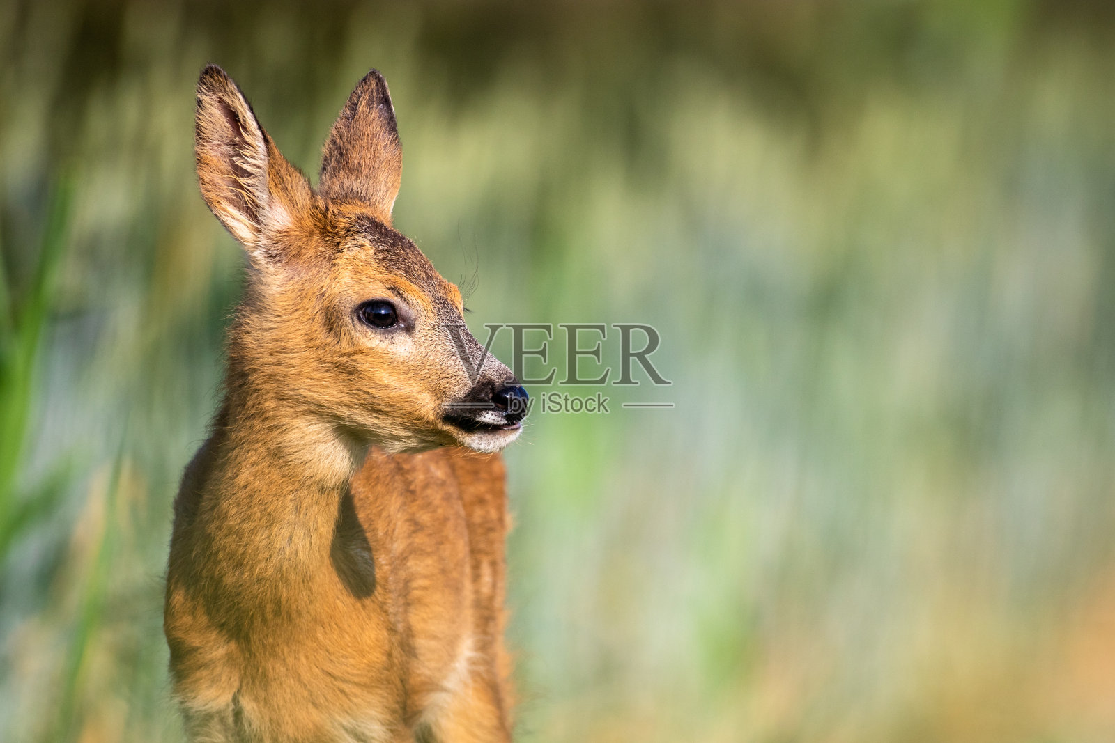 小狍子靠近了照片摄影图片