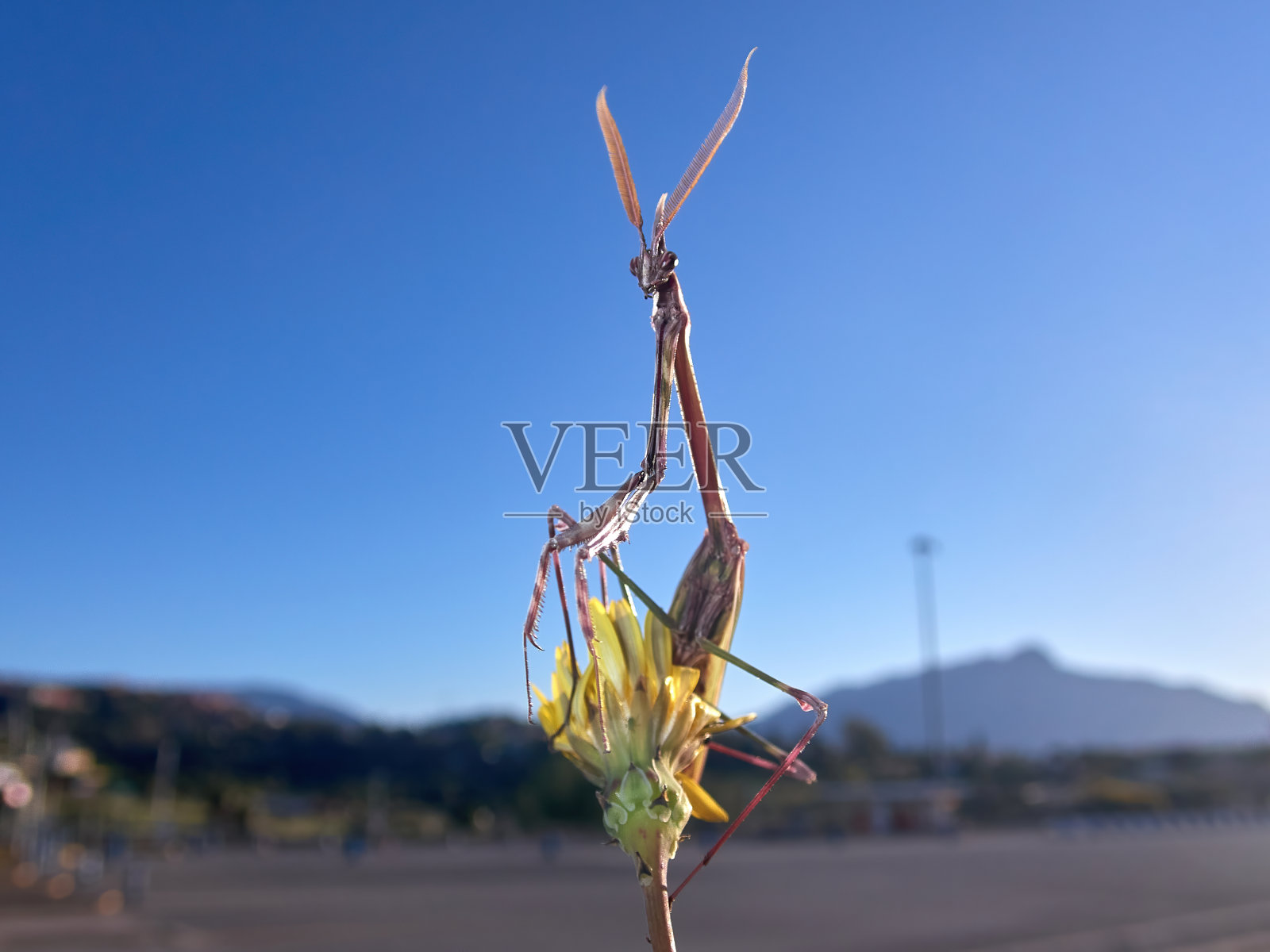 日出时,一只优雅的昆虫在草地上一朵黄花上等待猎物照片摄影图片