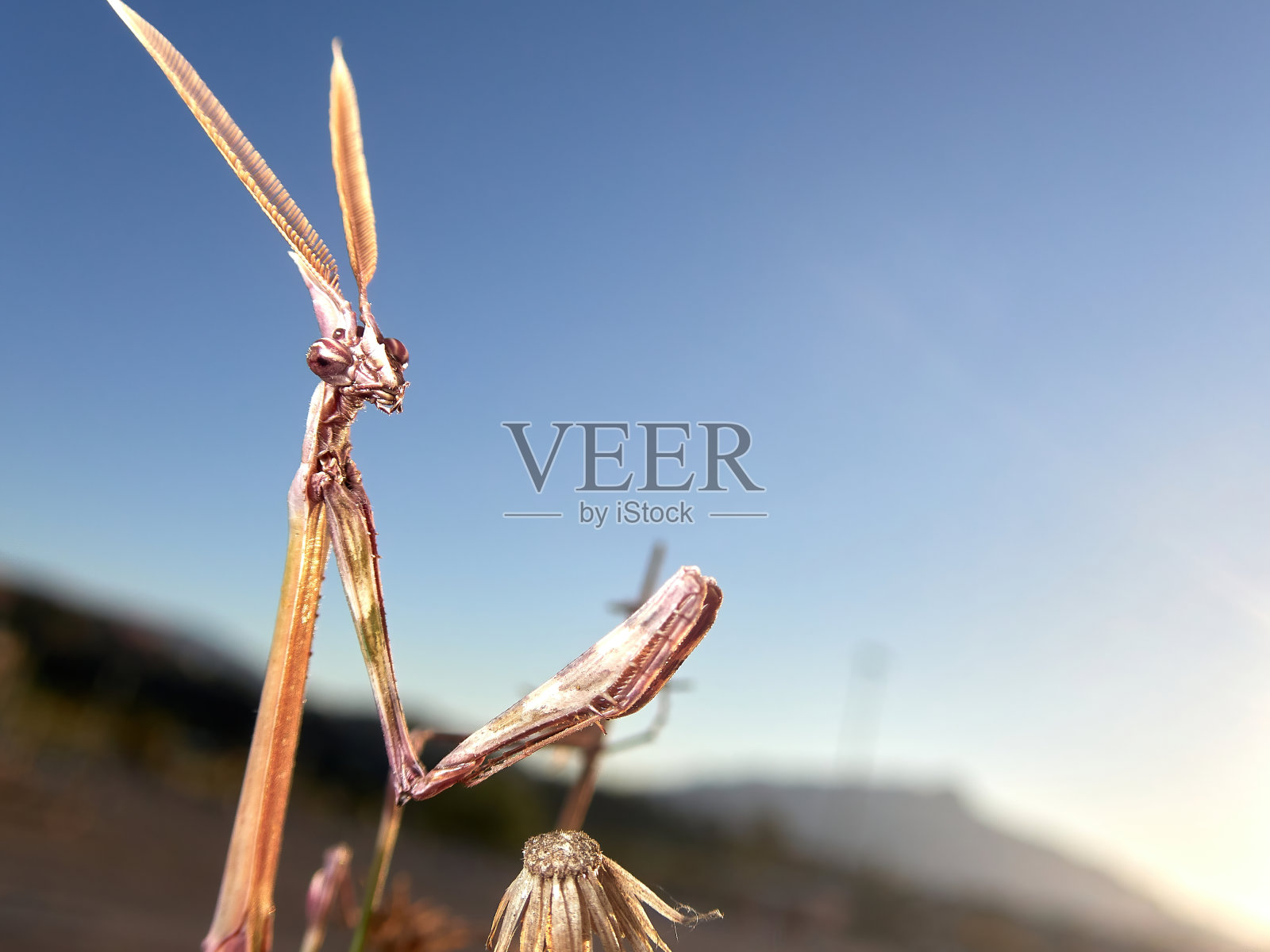 日出时,一只优雅的昆虫在草地上一朵黄花上等待猎物照片摄影图片