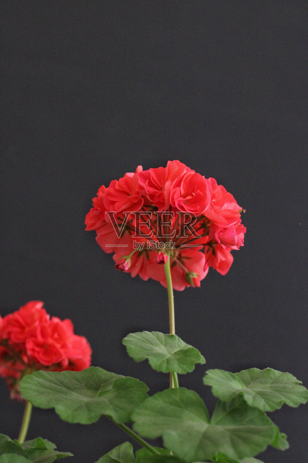 花和自然照片摄影图片