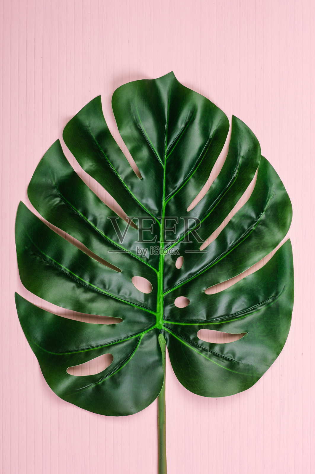 Monstera叶子在粉红色的木制背景照片摄影图片
