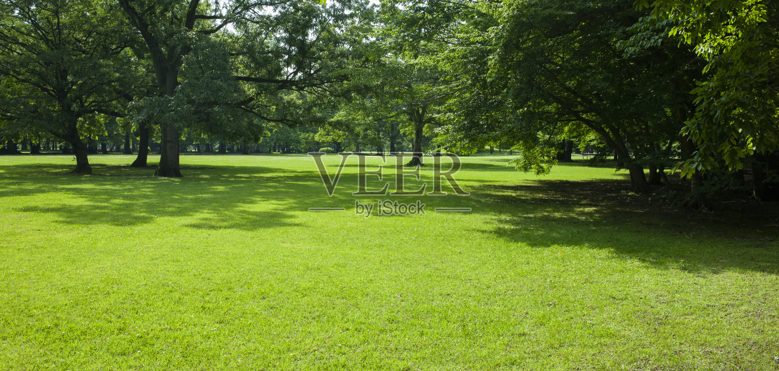 早上的花园照片摄影图片