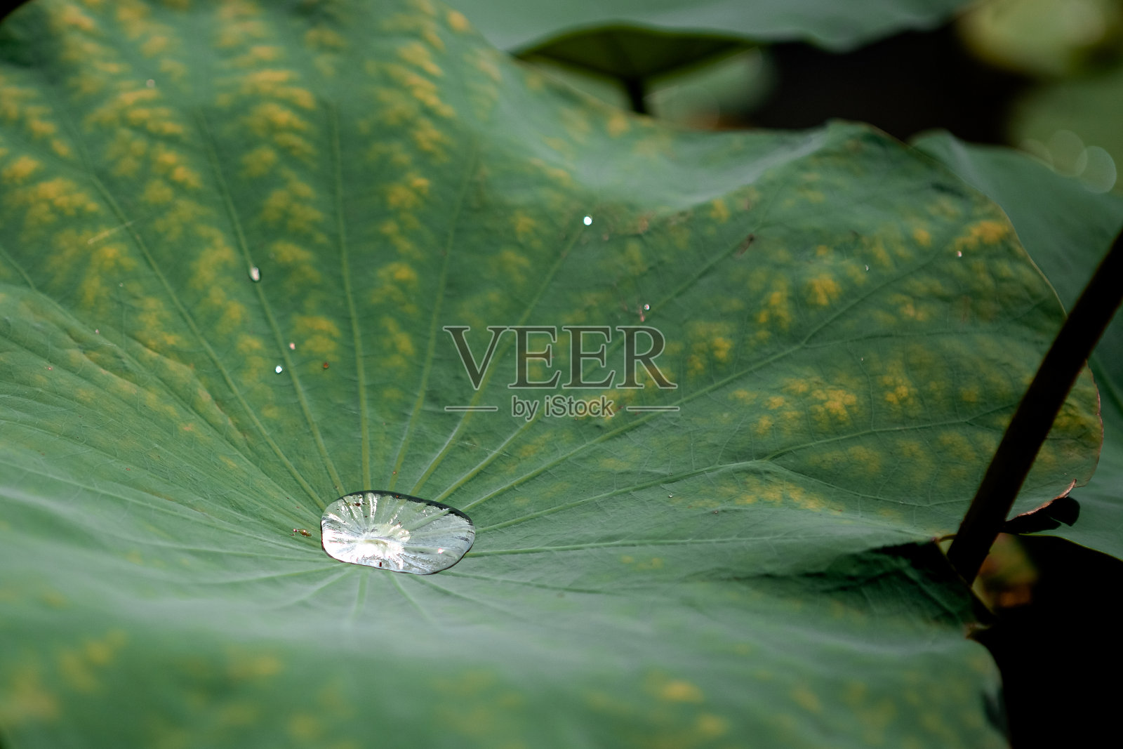 莲花照片摄影图片