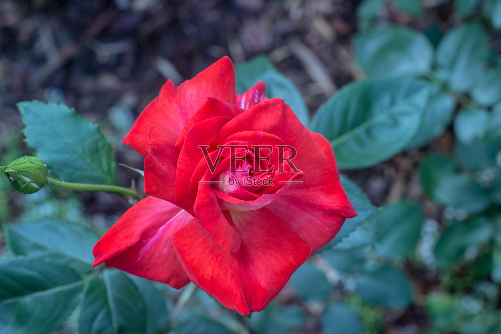 带叶的红玫瑰照片摄影图片