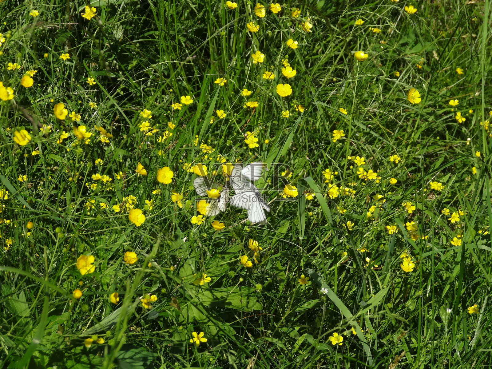 草地上白蝴蝶在毛茛花上照片摄影图片