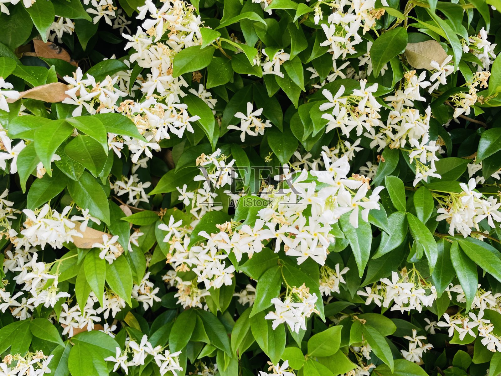 茉莉花植物照片摄影图片