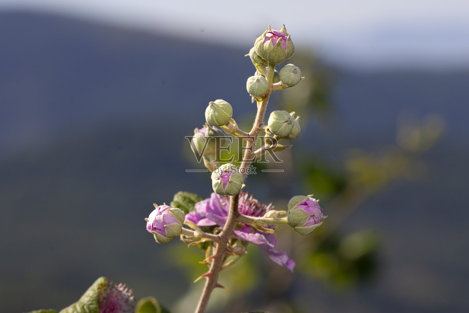 美丽的野花在盛开照片摄影图片