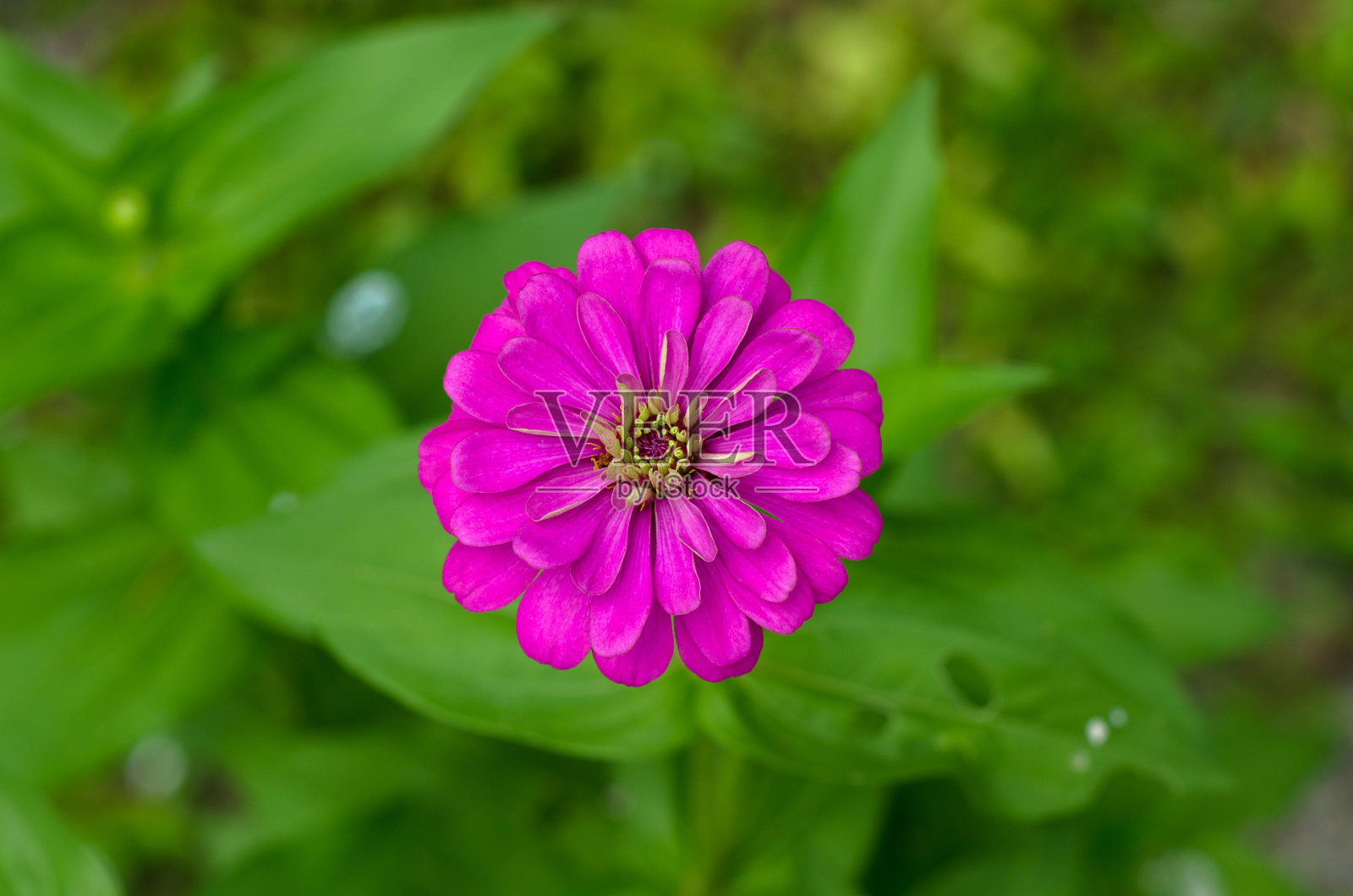 粉色百日花在阳光明媚的日子和模糊的背景。照片摄影图片