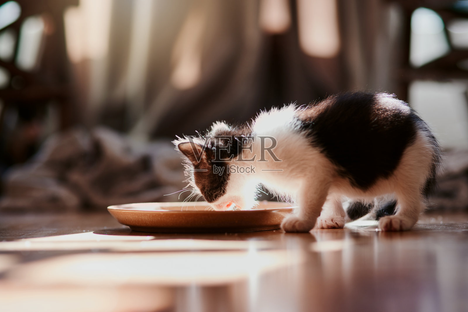 一只黑白相间的毛绒绒的小猫从地上的盘子里吃东西照片摄影图片