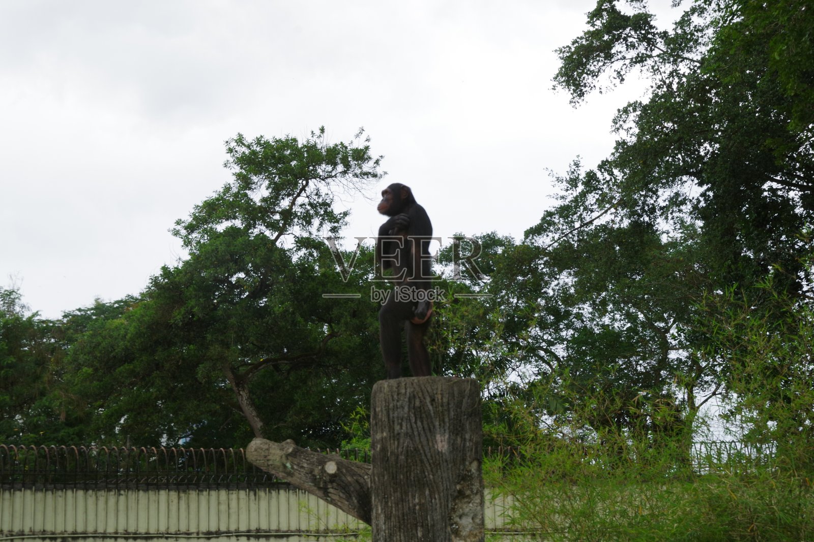 马来西亚柔佛州动物园的黑猩猩照片摄影图片