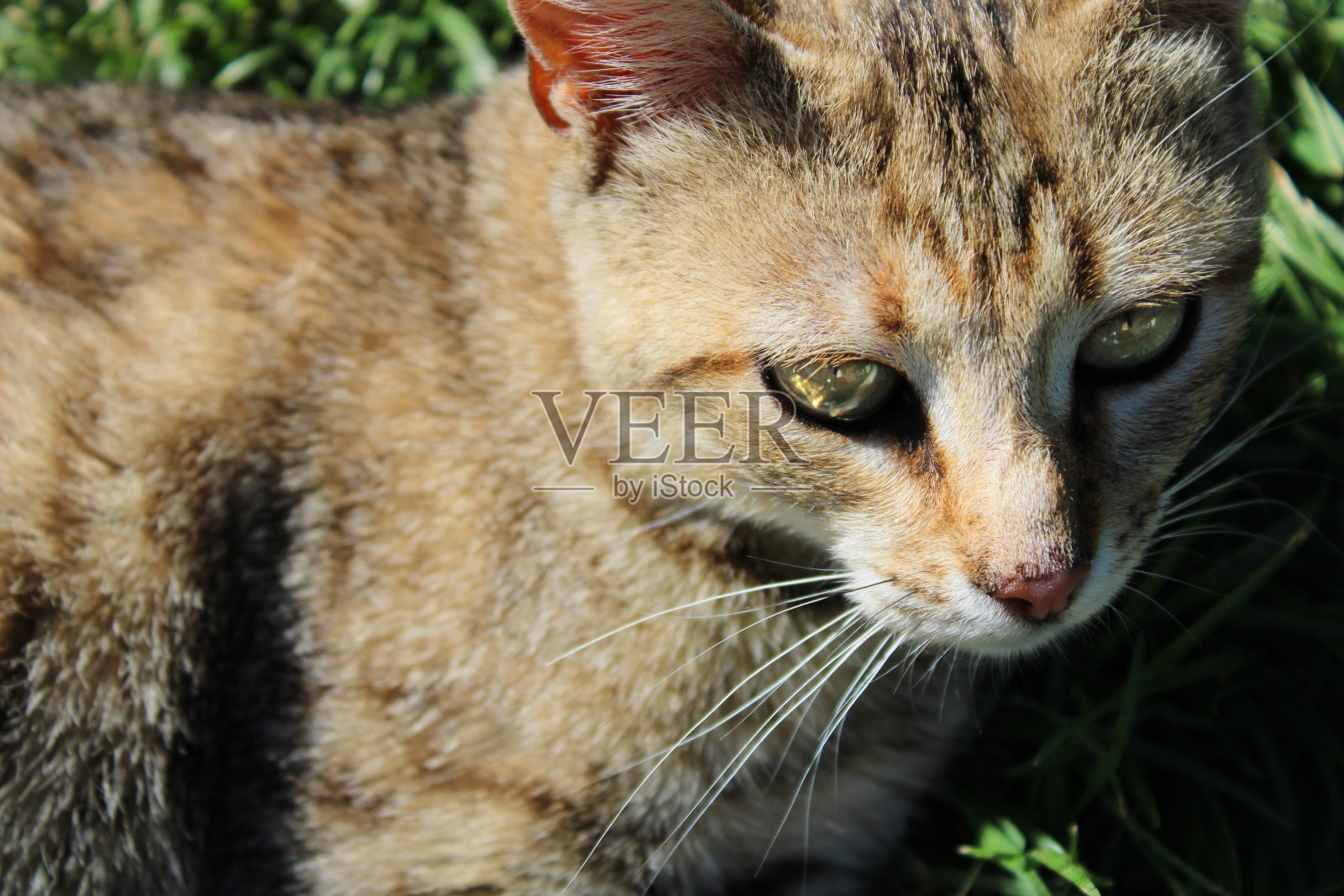 猫照片摄影图片