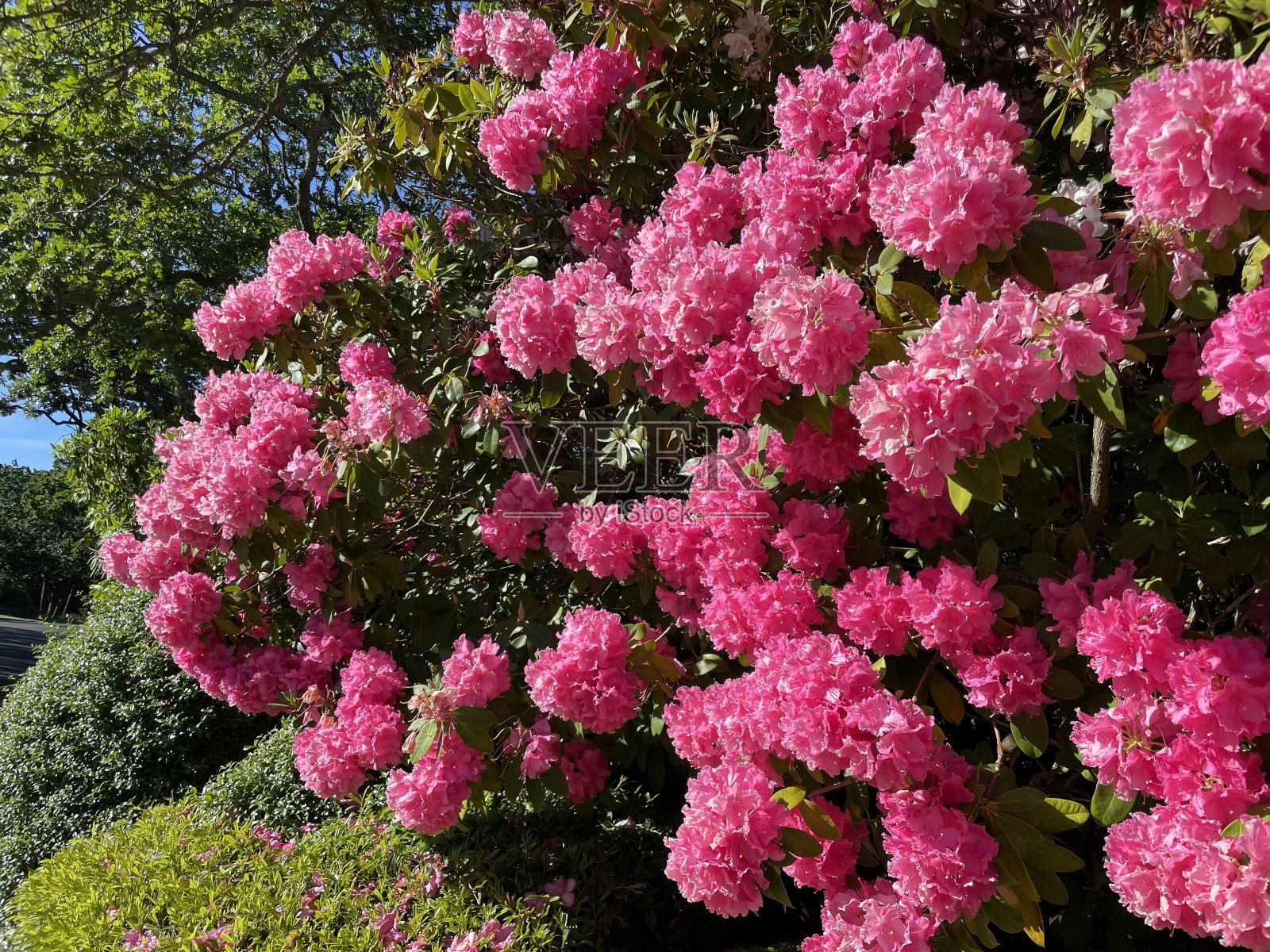 明亮的粉红色杜鹃花照片摄影图片