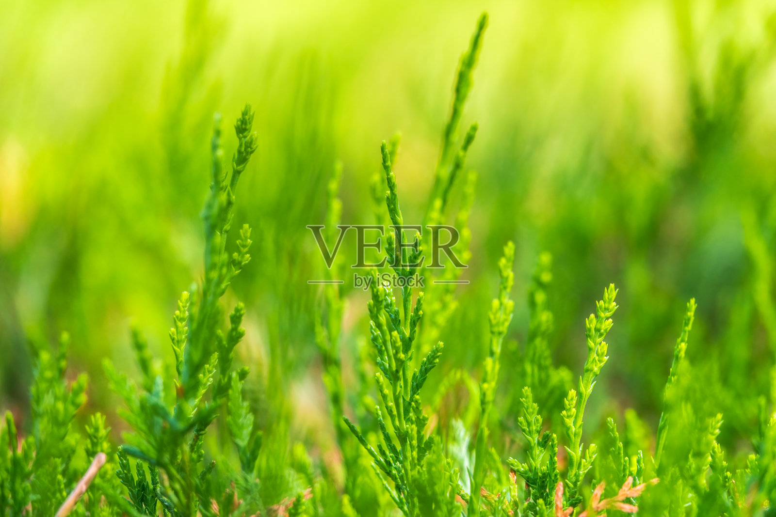 绿色的树枝和嫩叶。照片摄影图片