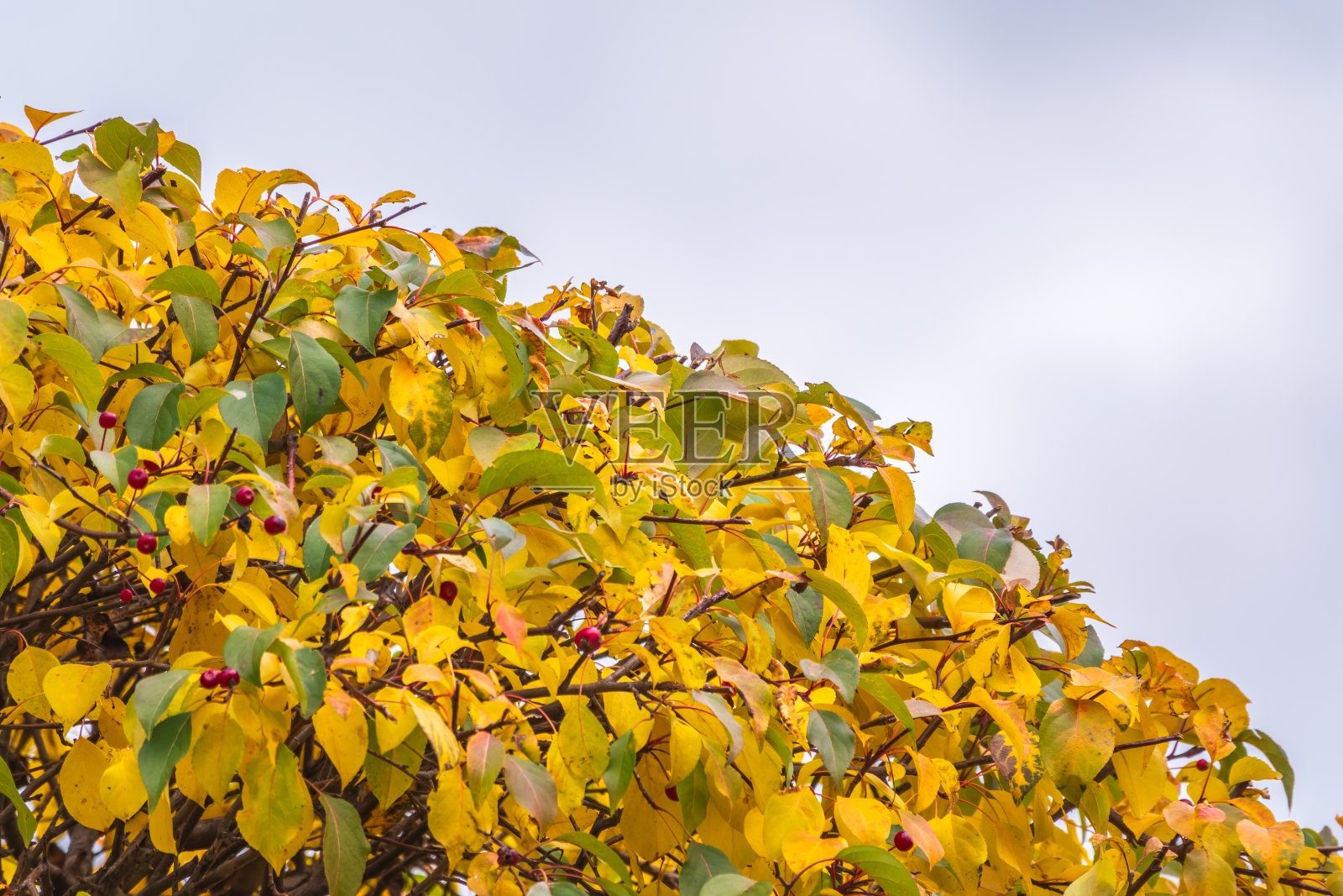 秋天,苹果树的树枝上挂着黄色的树叶,映衬着蓝色的天空照片摄影图片