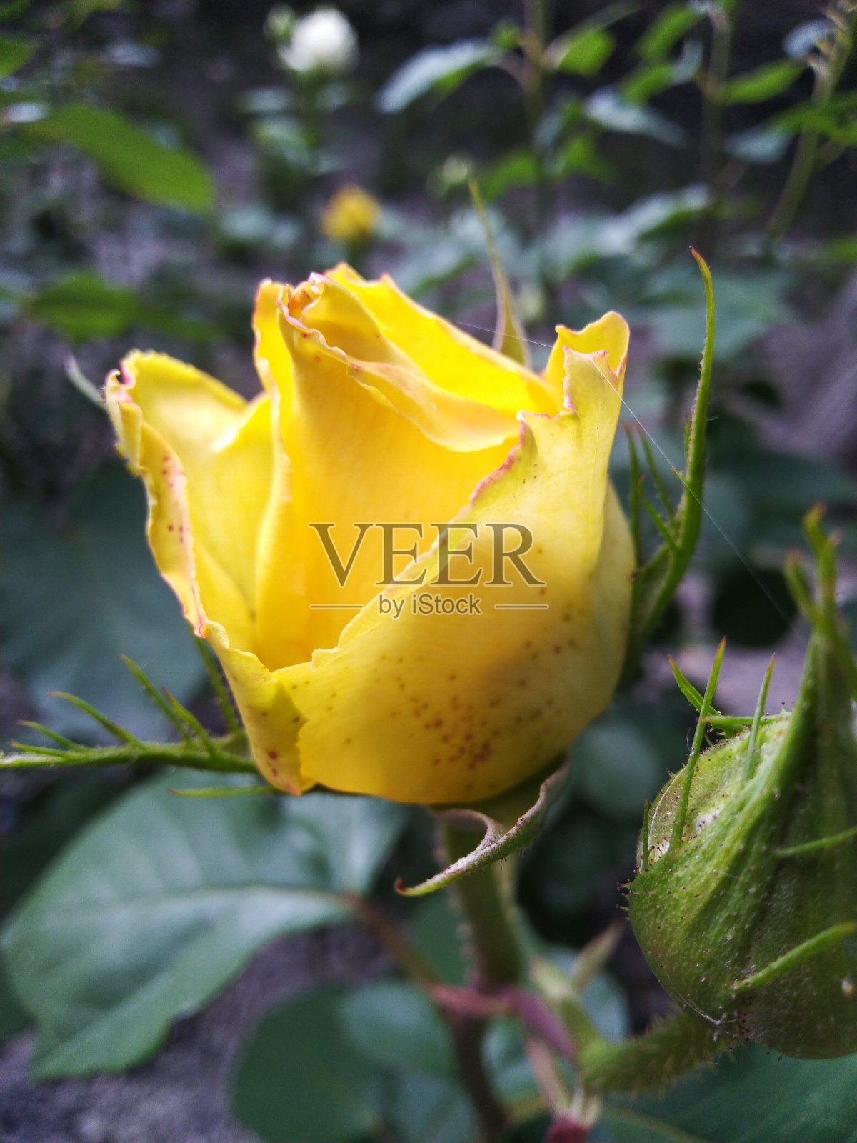 黄色的玫瑰花蕾照片摄影图片