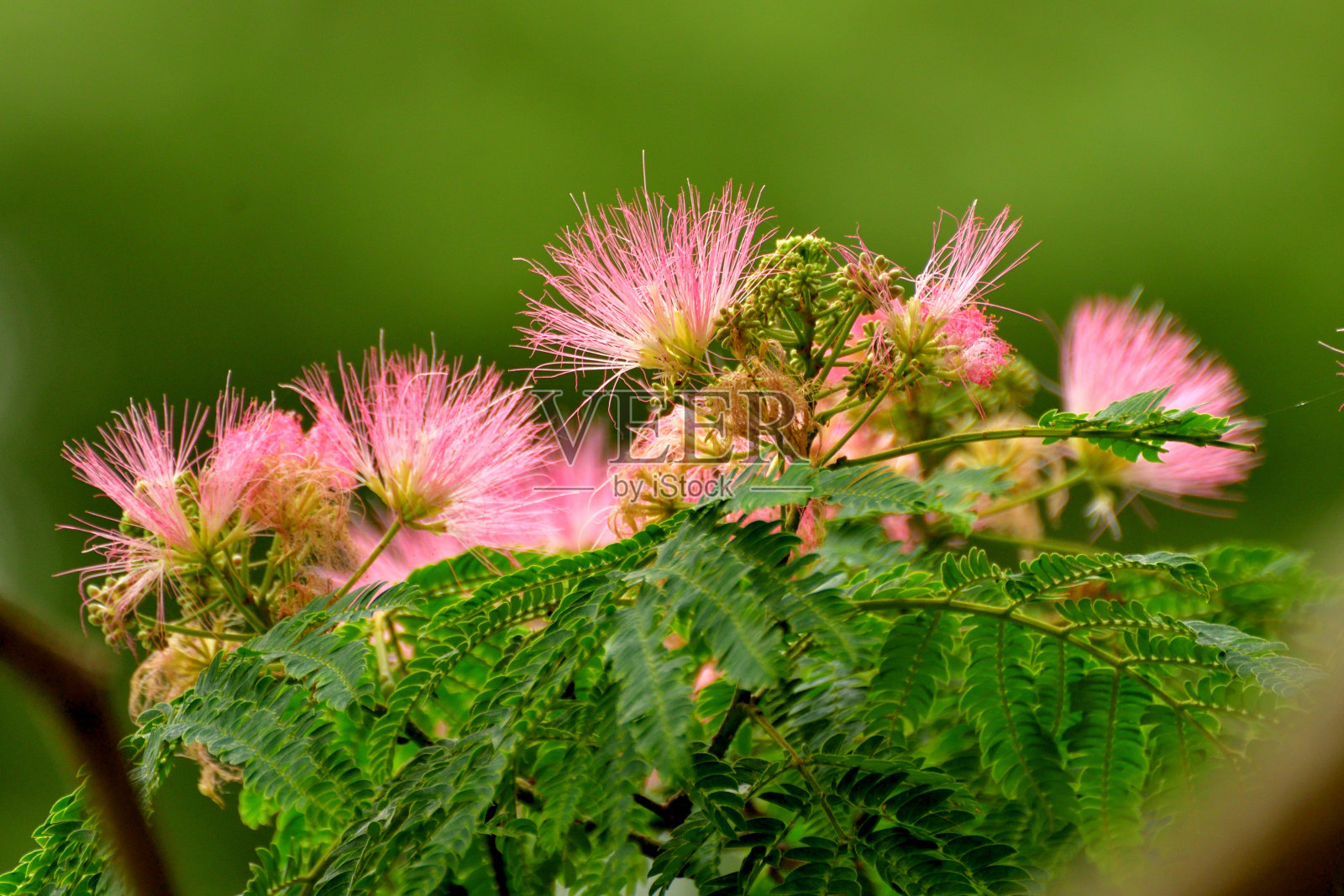 合欢花照片摄影图片