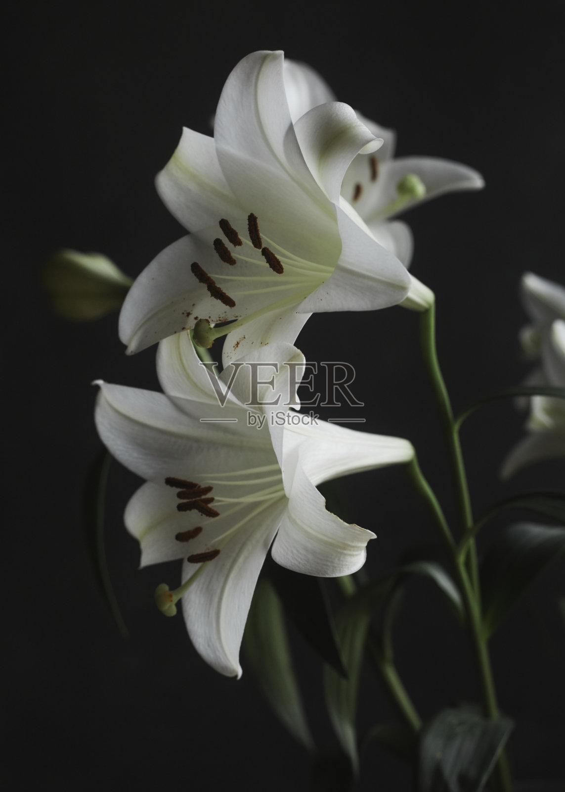 黑色背景下的百合花照片摄影图片