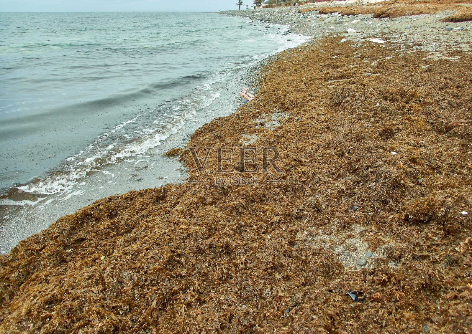 地中海海滩上的亚洲海草(水藻)-海藻asiática照片摄影图片