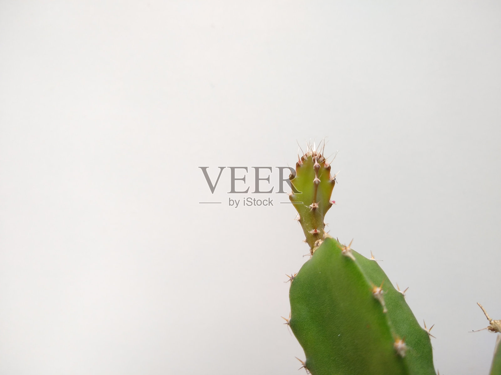 火龙果属植物,果肉白色,底色白色照片摄影图片