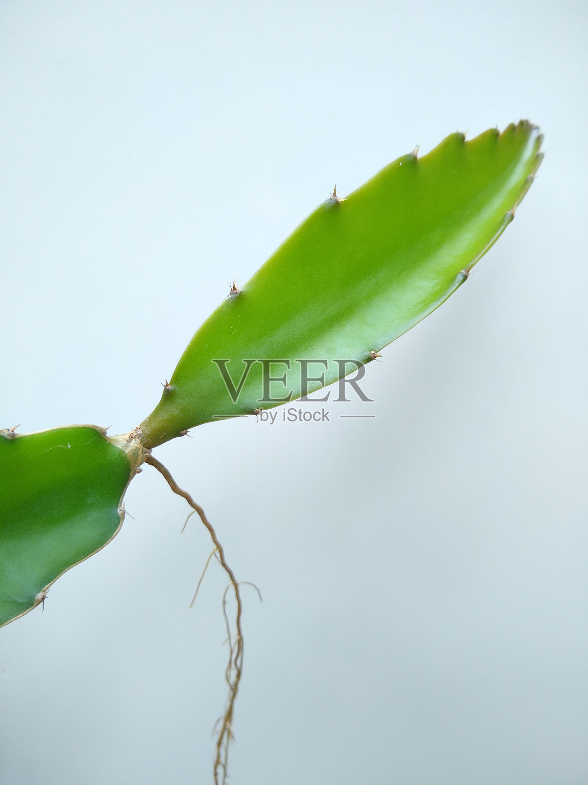 火龙果属植物,果肉白色,底色白色照片摄影图片