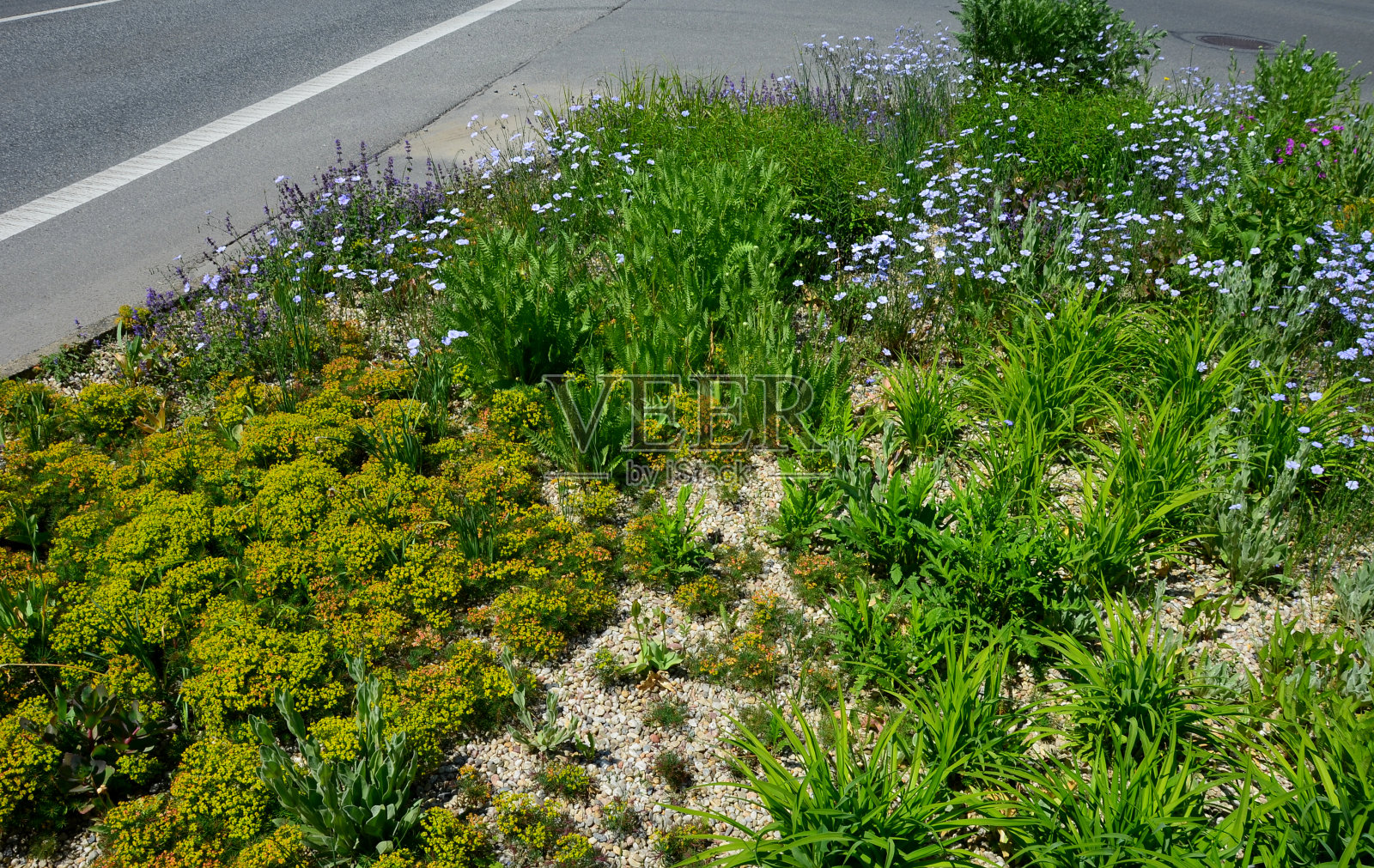 铺在道路之间的草地它是一种低一年生植物的混合物,覆盖超过25个品种。该混合物适合在花坛、假山或较大的盒子中播种。照片摄影图片