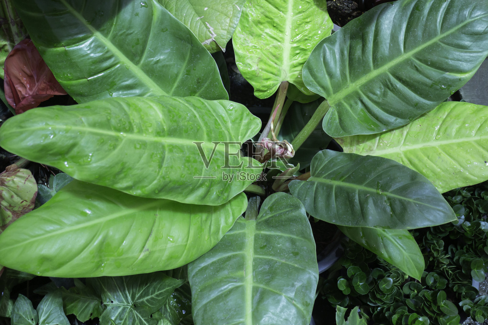 户外市场的夏季绿色植物照片摄影图片