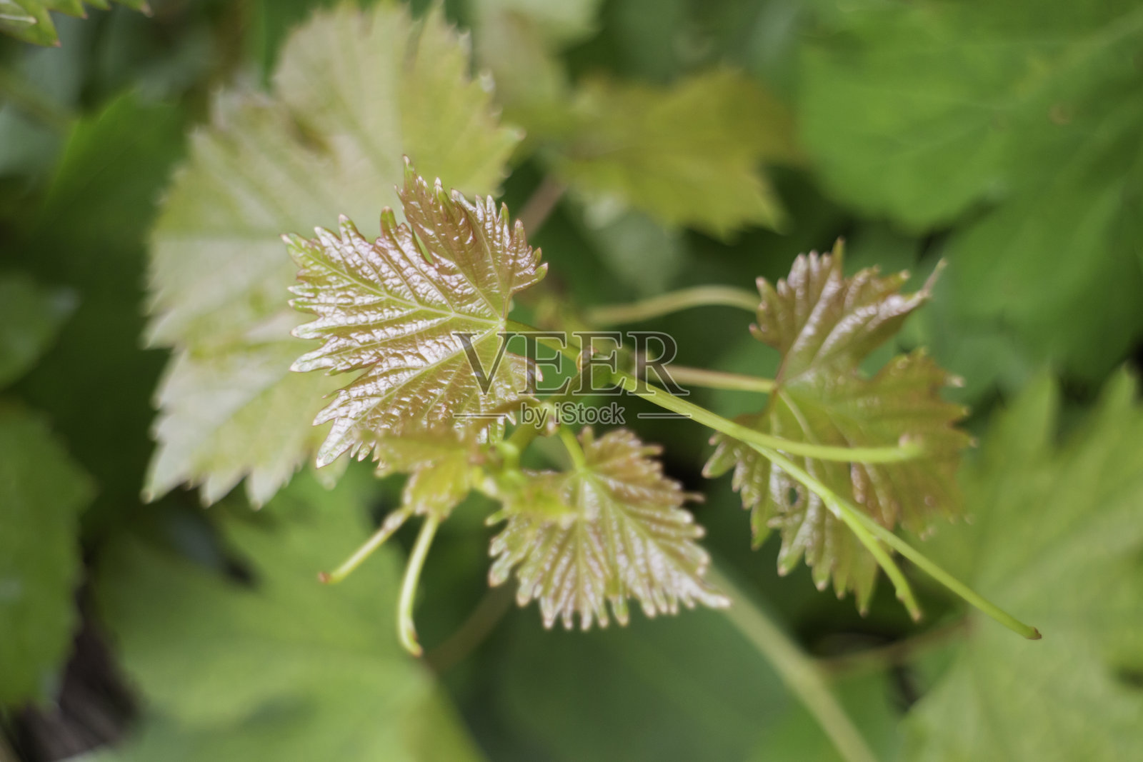 户外市场的夏季绿色植物照片摄影图片