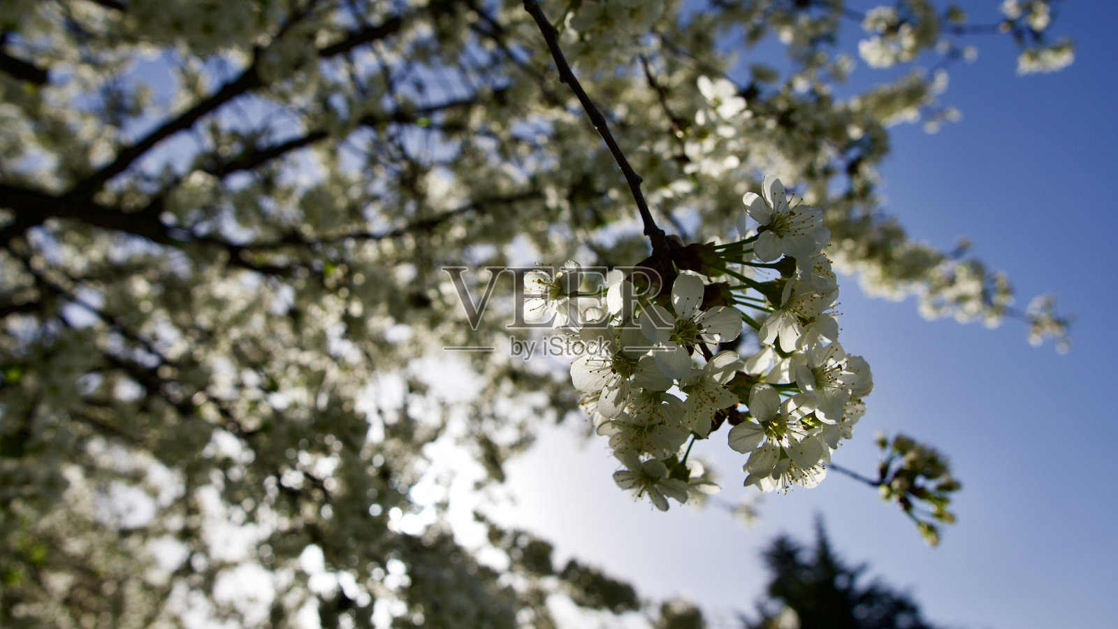 苹果树开花。照片摄影图片