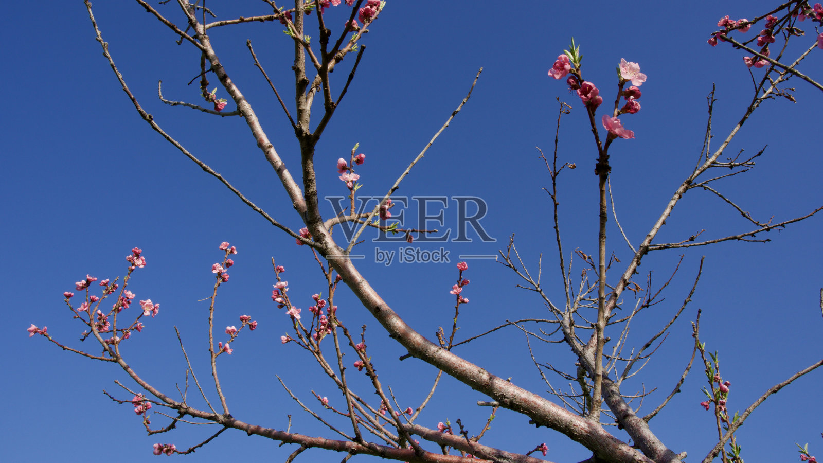 苹果树开花。照片摄影图片