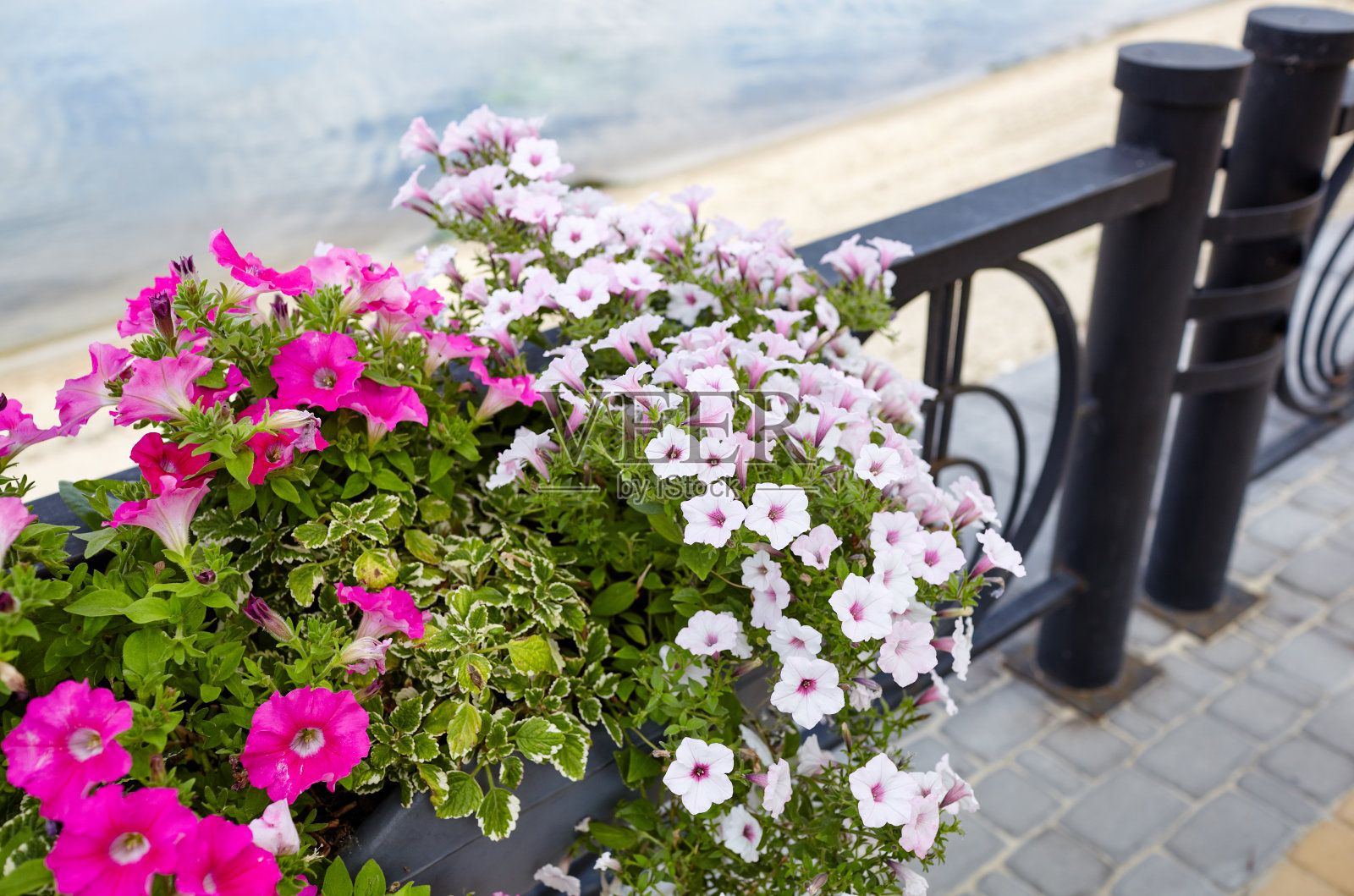 佩妮,花盆里有白色和粉色的佩妮照片摄影图片