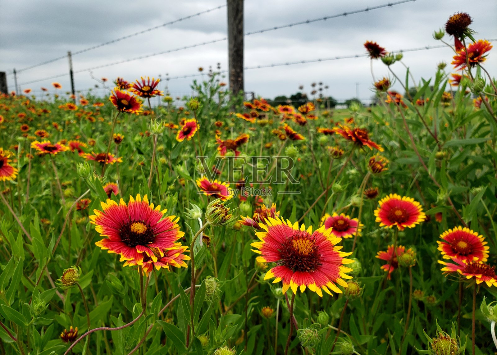 印第安毛毯对抗德州中部的栅栏照片摄影图片