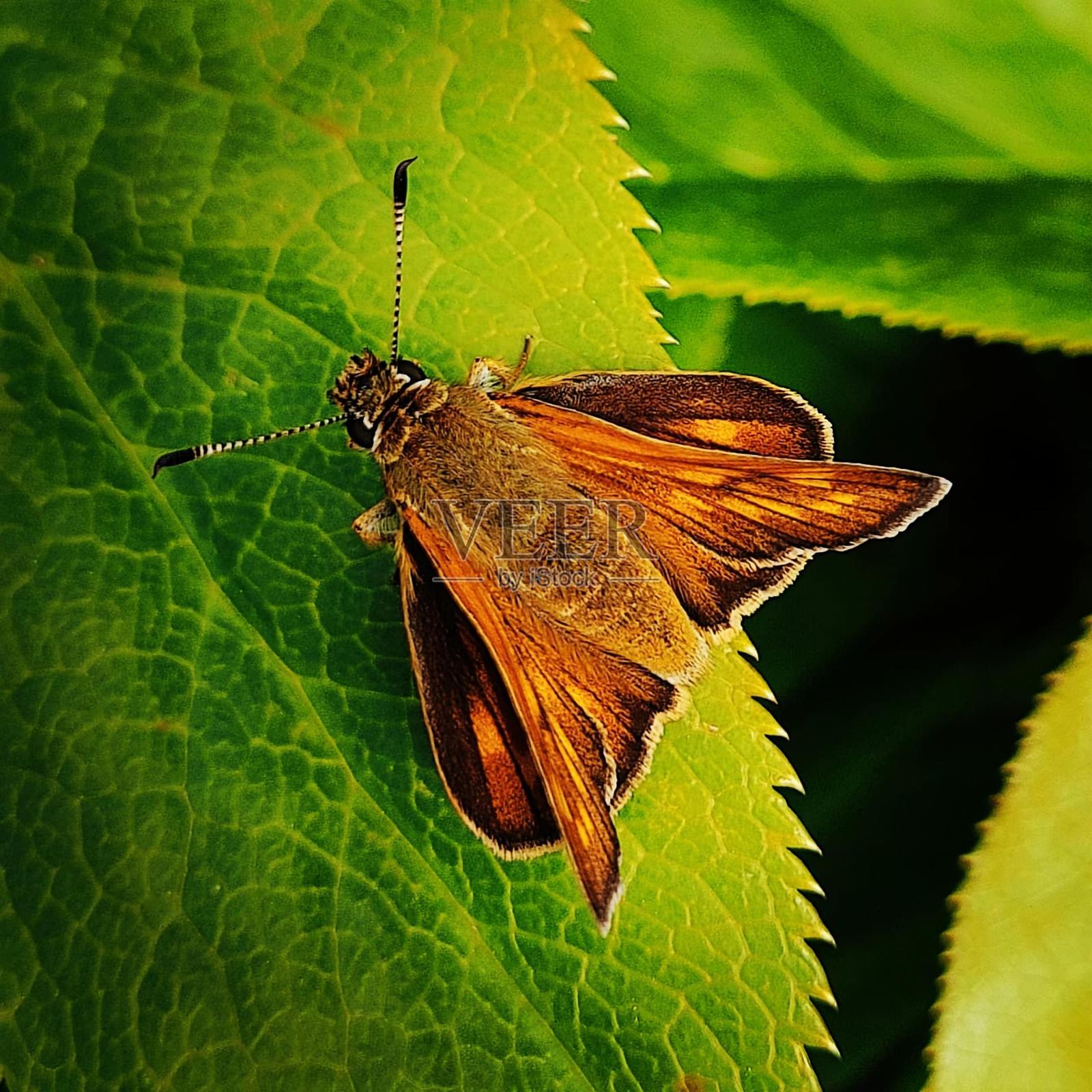 绿叶上的一只蝴蝶照片摄影图片